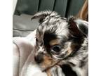 Chihuahua Puppy for sale in Lake Mary, FL, USA