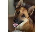 Adopt Dash a German Shepherd Dog