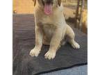 Golden Retriever Puppy for sale in Gatesville, TX, USA