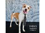 Adopt DARIUS a Pit Bull Terrier, Mixed Breed
