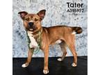Adopt TATER a Pit Bull Terrier, Mixed Breed
