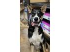 Adopt Jack Sparrow - EXT CC a Basenji, Australian Kelpie