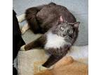 Adopt Hairy Potter a Domestic Medium Hair