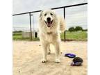 Adopt Super Trooper DFW a Great Pyrenees