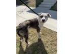 Adopt Skeeter a Catahoula Leopard Dog, Mixed Breed