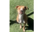 Adopt Tater a Pit Bull Terrier, Mixed Breed