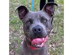 Adopt Notorious D.O.G. a Pit Bull Terrier, Mixed Breed