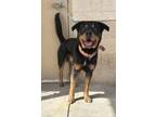 Adopt Rufus a Rottweiler