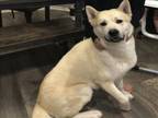 Adopt BRUCE a Akita, Husky