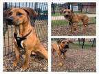 Adopt REESES a American Staffordshire Terrier