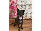 Adopt Shadow a Pit Bull Terrier, Mixed Breed