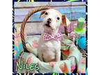 Adopt Niles a Mixed Breed