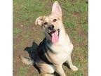 Adopt Shake and Bake a German Shepherd Dog, Mixed Breed