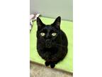 Adopt Jedd a Domestic Short Hair