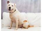 Adopt Alfie a Pit Bull Terrier