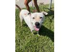 Adopt Alfie a Pit Bull Terrier