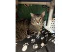 Adopt Lloyd a Tabby, Domestic Short Hair