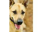 Adopt Rennie a German Shepherd Dog, Great Dane