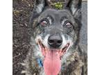 Adopt Jager (ID 31877/528) a Dutch Shepherd