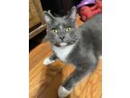 Adopt Mr. Mittens May a Domestic Short Hair