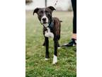 Adopt Indy a Pit Bull Terrier
