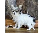 Biewer Terrier Puppy for sale in Koshkonong, MO, USA