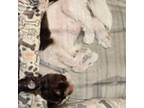 Shih Tzu Puppy for sale in Winchester, VA, USA