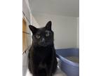 Adopt Sidney- FREE WITH APPROVED ADOPTION APPLICATION a Domestic Short Hair