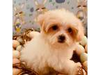 Maltipoo Puppy for sale in Jacksonville, FL, USA