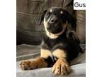Adopt Gus a Mixed Breed