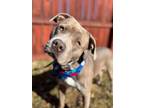 Adopt Trooper a Mixed Breed