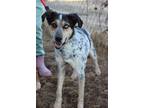 Adopt Gunner a Husky, Cattle Dog