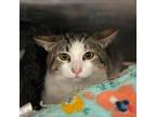 Adopt Bennie a Domestic Short Hair