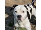 Adopt Little Chevy a Mixed Breed