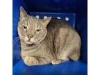 Adopt Disco a Tabby