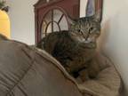 Adopt Timmy a Domestic Short Hair