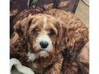 Adopt Teddy a Cavalier King Charles Spaniel, Poodle
