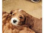 Adopt Max a Cavalier King Charles Spaniel, Poodle