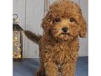 Cavapoo Puppy for sale in New Paris, IN, USA