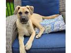 Adopt Jake a Mountain Cur