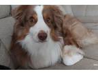 Adopt Roscoe P a Australian Shepherd