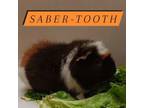 Adopt Saber-Tooth a Guinea Pig