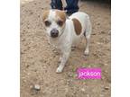 Adopt Jackson a Jack Russell Terrier