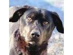 Adopt Stumpy a Basset Hound, Labrador Retriever