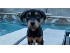 Adopt Hollywood a Rottweiler