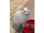 Adopt Kitty - declawed a Domestic Short Hair