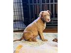 Adopt Toast a Pit Bull Terrier