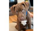 Adopt Tubby aka Chunk " Pittie Mix Puppy Brown ball of Cuddle " a Pit Bull