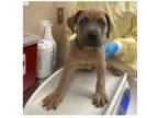 Adopt Puppy Kit Kat a Pit Bull Terrier