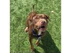 Adopt Chaz a Pit Bull Terrier